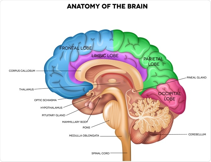 The Anatomy of the Human Brain