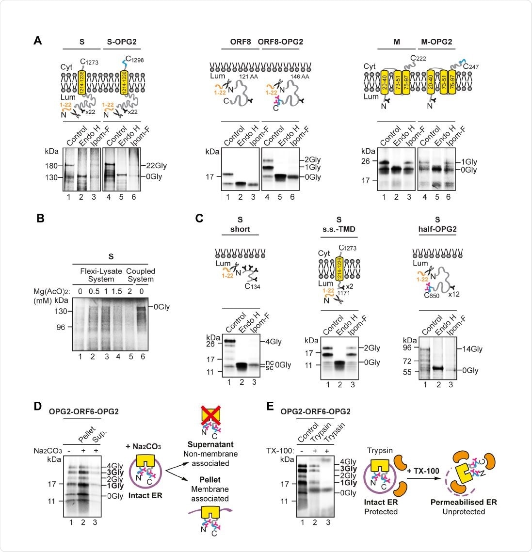 Ipom-F inhibe sélectivement la translocation membranaire ER des protéines du SRAS-CoV-2.  (A) Schéma de l'essai d'importation ER in vitro dans lequel des microsomes pancréatiques canins sont utilisés comme source de membrane ER.  Après la traduction, des protéines précurseurs radiomarquées entièrement transloquées ou insérées dans la membrane sont récupérées avec la fraction de membrane ER et analysées par SDS-PAGE et phosphorimagerie.  L'identité des espèces N-glycosylées a été confirmée par un traitement avec l'endoglycosidase H (Endo H).  (B) Précurseurs protéiques de l'enzyme de conversion de l'angiotensine humaine 2 (ACE2) et versions marquées OPG2 du SARS-CoV-2 ORF8 (ORF8-OPG2), pointe (S-OPG2), enveloppe (OPG2-E), membrane (M158 OPG2) et ORF6 (une version doublement étiquetée OPG2, OPG2-ORF6-OPG2, et deux formes étiquetées OPG2 isolément159, OPG2-ORF6 et ORF6-OPG2, avec leurs espèces de glycane N160 prédominantes respectives surlignées en gras) ont été synthétisées chez le lapin lysat de réticulocytes à perpétuité.  Il est mis à disposition sous une licence internationale CC-BY-ND 4.0.  preprint (qui n'a pas été certifié par un examen par les pairs) est l'auteur / bailleur de fonds, qui a accordé à bioRxiv une licence pour afficher la pré-impression en supplément avec des microsomes dérivés d'ER en l'absence ou en présence d'Ipom-F (voies 1 et 3).  Les phosphorimages de produits associés à la membrane résolus par SDS-PAGE, ainsi que des contours de substrat représentatifs, sont présentés.  La N-glycosylation a été utilisée comme une lecture pour l'efficacité de la translocation / insertion membranaire et les espèces N-glycosylées (X-Gly) versus non-N165 glycosylées (0Gly) ont été identifiées par traitement avec Endo H (voir piste 2).  (C) L'efficacité relative de la translocation / insertion membranaire en présence d'Ipom-F a été calculée en utilisant le rapport de la protéine N-glycosylée à la protéine non glycosylée, par rapport au contrôle traité au DMSO (réglé à 100% d'efficacité).  Les quantifications sont données comme des moyennes ± SEM pour des réactions de traduction indépendantes effectuées en triple (n = 3) et la signification statistique (les valeurs ANOVA, DF et F à 170 voies indiquées sur la figure) a été déterminée en utilisant le test de comparaisons multiples de Dunnett.  La signification statistique est donnée par ns, non significatif />0,1;  ****, P <0,0001.