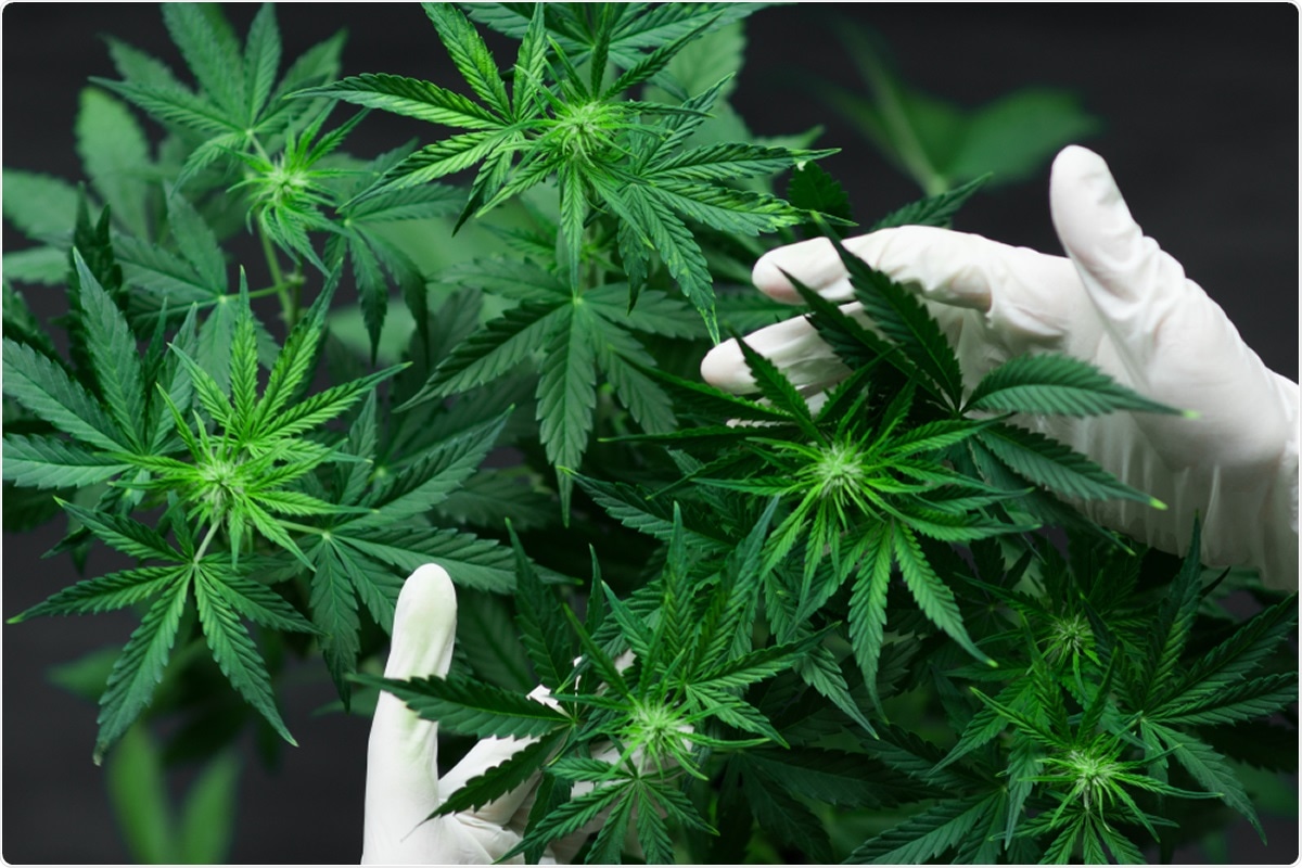 Os Extractos Novos Da Planta Do Cannabis Podiam Proteger Contra Covid 19