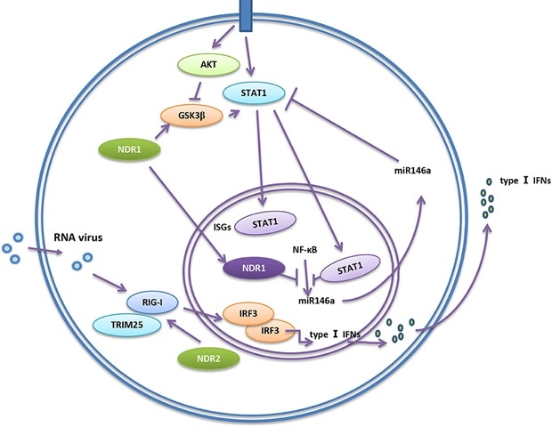 NDR1/2’s Role in Infection