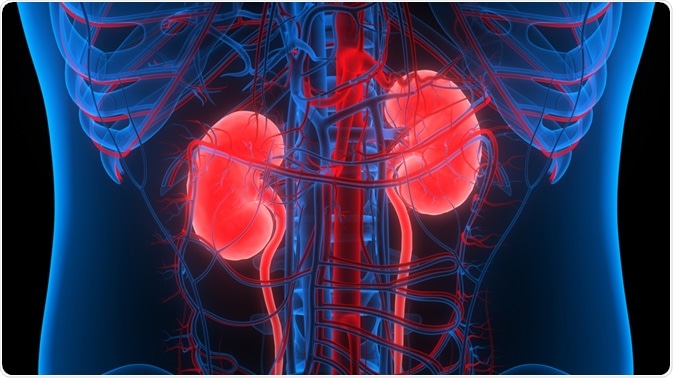 What are Kidney Biomarkers?
