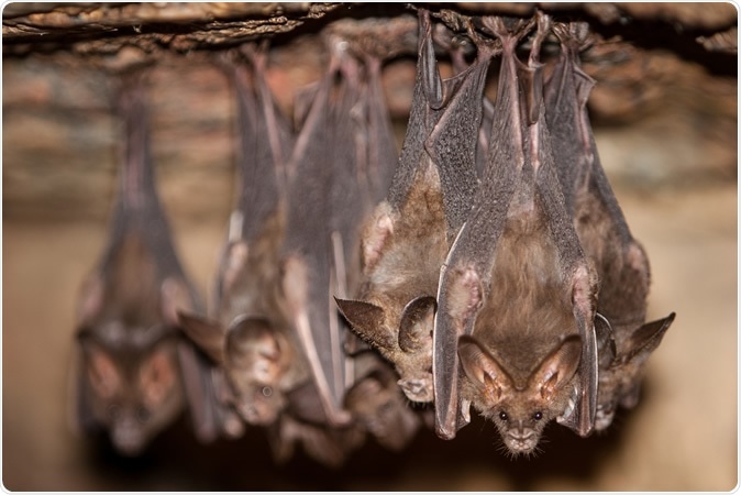 Bats hang from the ceiling of a cave in the Mergui Archipelago, Myanmar. Image Credit: Ethan Daniels / Shutterstock