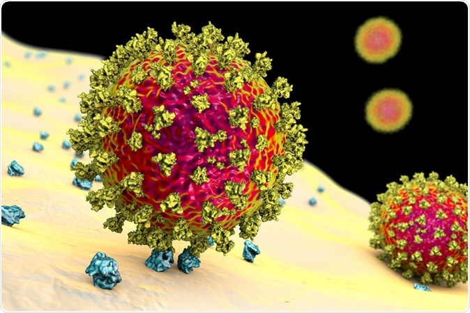 SARS-CoV-2 viruses binding to ACE-2 receptors on a human cell, the initial stage of COVID-19 infection, conceptual 3D illustration credit: Kateryna Kon / Shutterstock