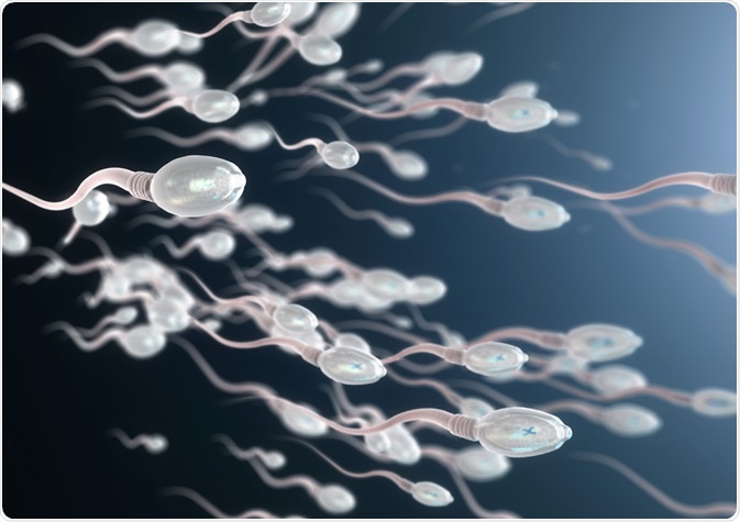 How much sperm does a male produce in one day How To Increase Your Sperm Count