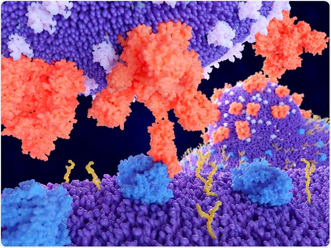 Binding of the coronavirus spike protein(red) to an ACE2 receptor (blue) on a human cell leads to the penetration of the virus in the cell, as depicted in the background. Illustration Credit: Juan Gaertner / Shutterstock