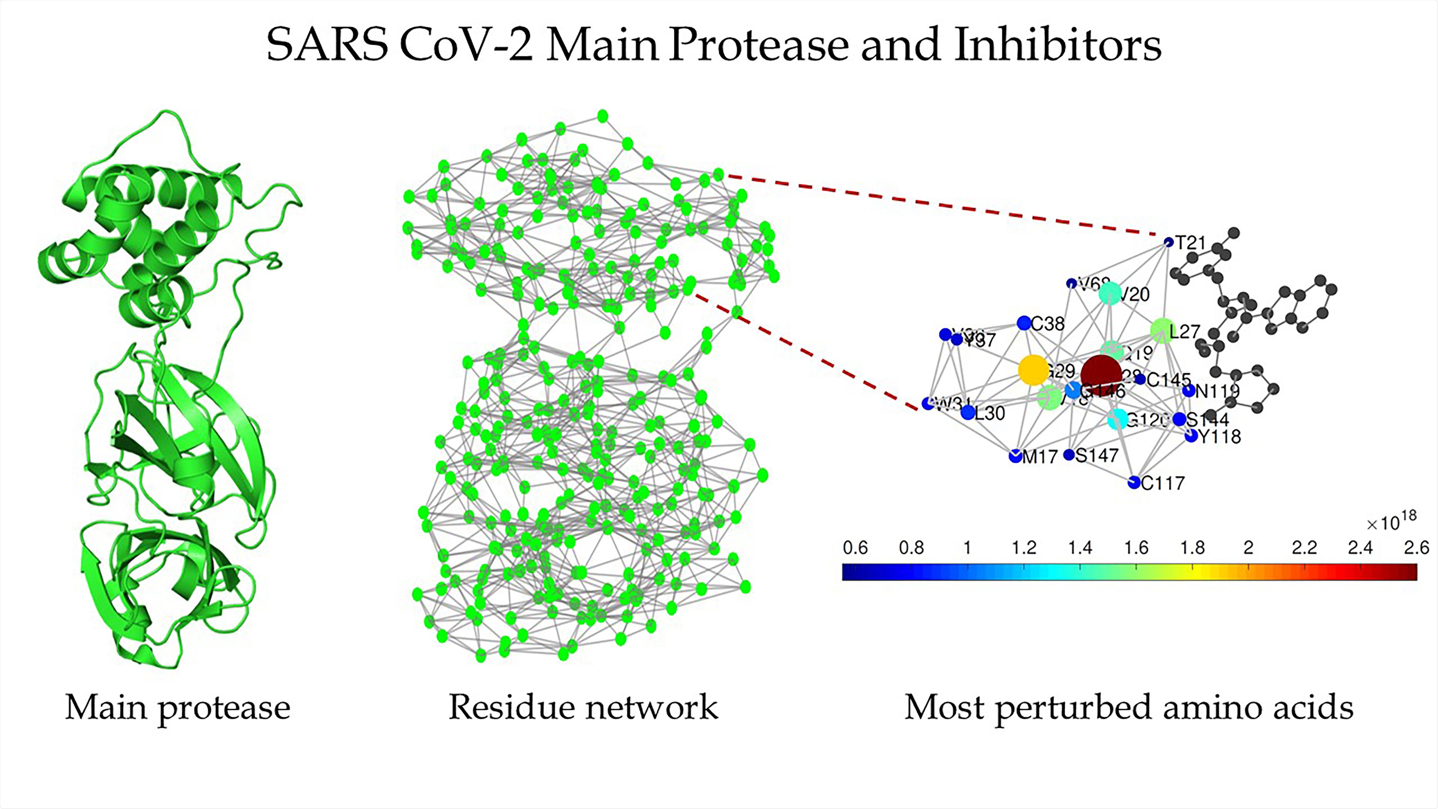 Рнк cov 2. Атомарная модель коронавируса SARS-cov-2. Cov-2. Protease inhibitors. Протеаза.