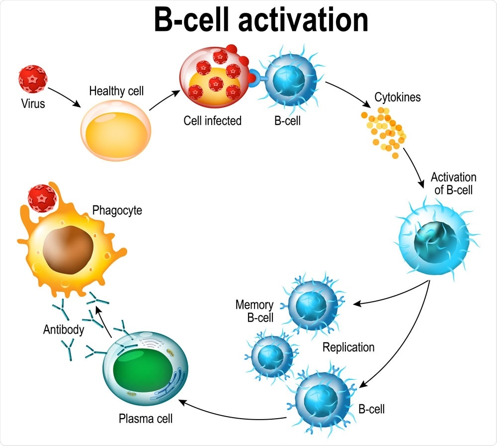 Activation of B-cell leukocytes: lymphoblast, activation, memory B-leukocyte, virus, plasma cell, antibody, antigen, and naive lymphocyte. Image Credit: Designua / Shutterstock
