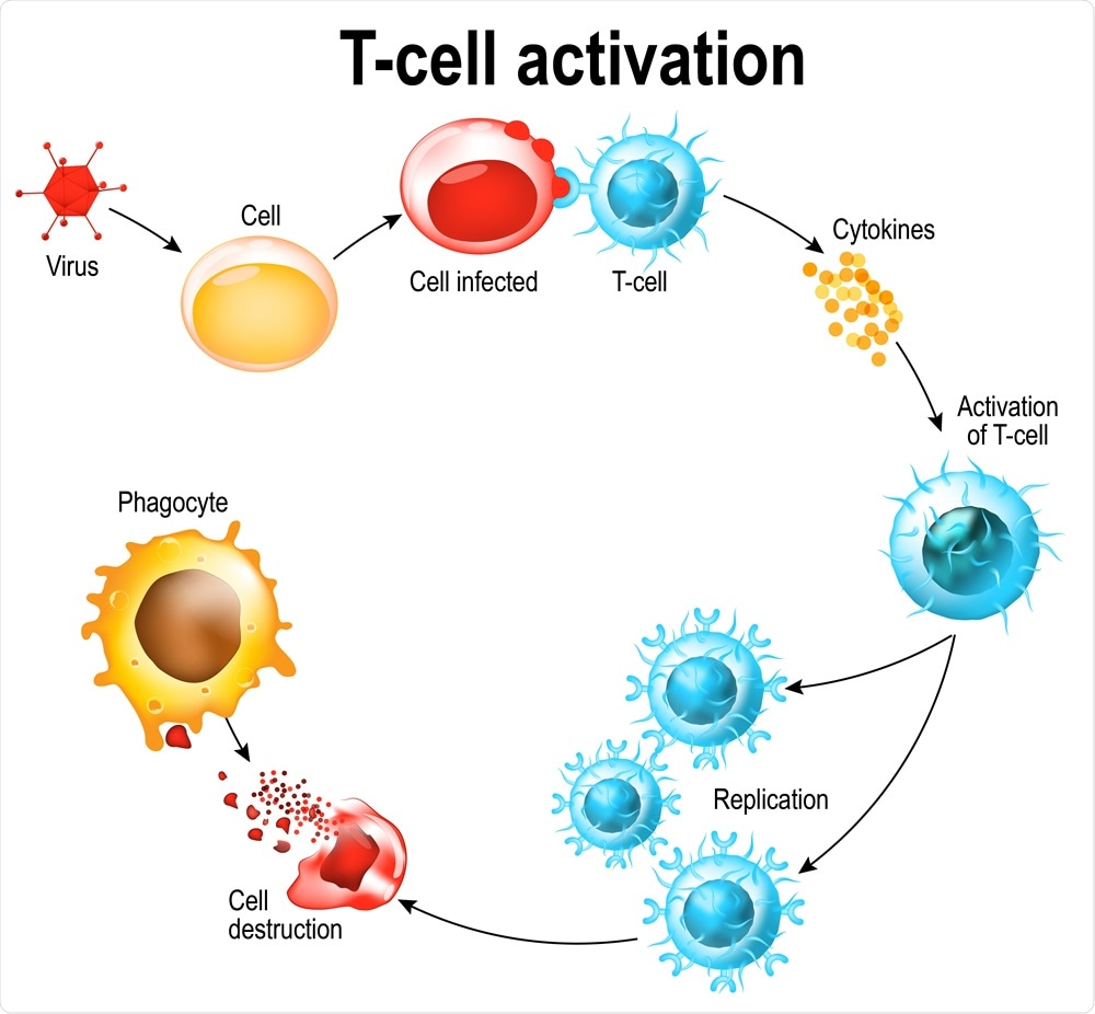 Activation of T-cell leukocytes. T-cell encounters its cognate antigen on the surface of an infected cell. T cells direct and regulate immune responses and attack infected or cancerous cells.  D By Designua