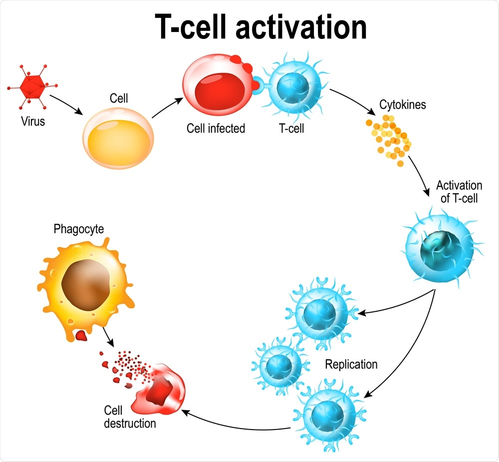 Balanced B and T cell response required to control SARSCoV2