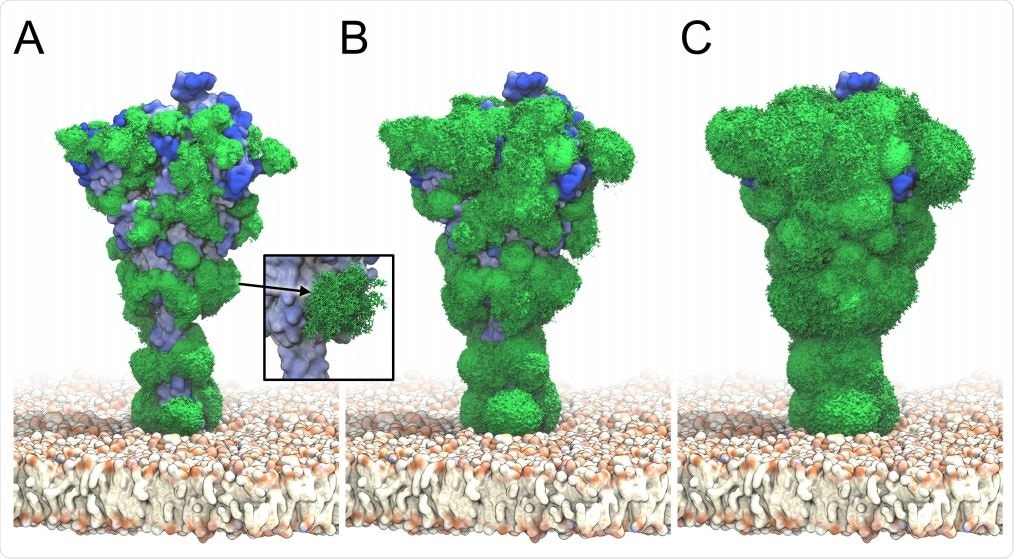 S glycan dynamics from ˜ 2 µs MD simulations. Timeaveraged glycan electron density isosurfaces are shown at high (A), medium (B), and low (C) contour levels, respectively. The blue-to-white protein surface indicates high-to-low accessibility in ray analysis. (Inset) Snapshots (sticks) of a biantennary, core-fucosylated and sialylated glycan at position 1098 along the MD trajectory.