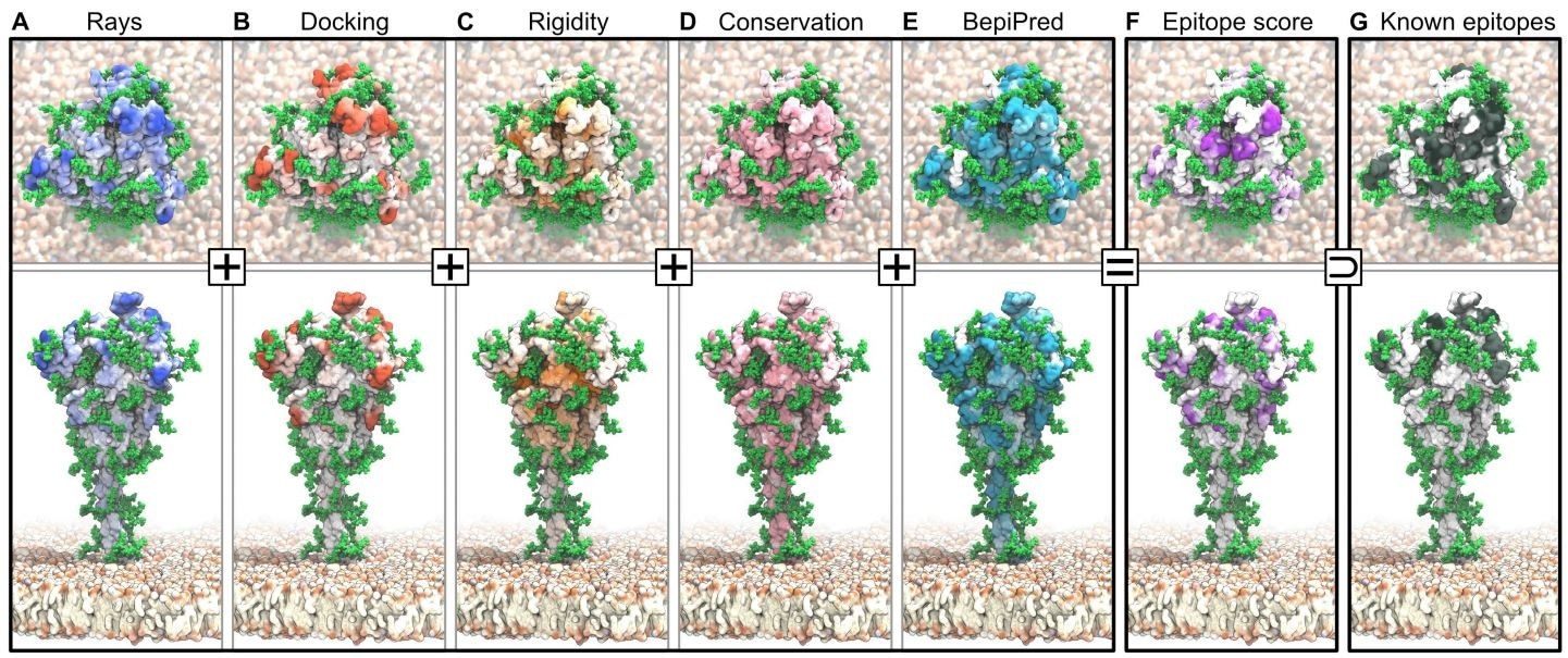 Epitopes identified from MD simulations and bioinformatics analyses. Accessibility scores from (A) ray analysis and (B) Fab rigid body docking are combined with (C) rigidity scores, all averaged over 4 × 1.93 µs of S protein MD simulations. Also included are (D) a sequence conservation score [31], and (E) BepiPred-2.0 epitope sequence-signature prediction. (F) Combined epitope score. (G) Binding sites of known neutralizing antibodies. Higher color intensity in A-F indicates a higher score and higher color intensity in G indicates sites binding to multiple different antibodies.