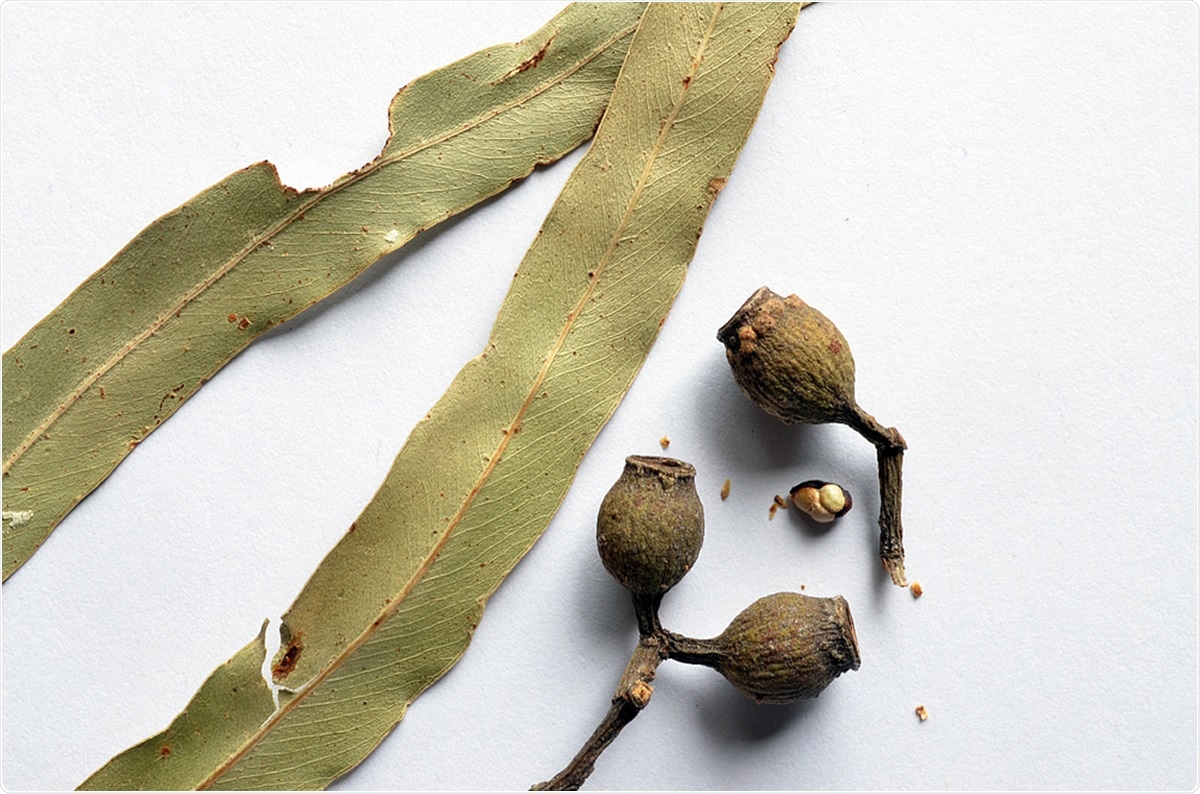 Close-up of gum nuts and citrus scented eucalyptus leaves of the Lemon Scented Gum, Australia (Eucalyptus citriodora) or (Corymbia citriodora). Image Credit: Peter Krisch / Shutterstock