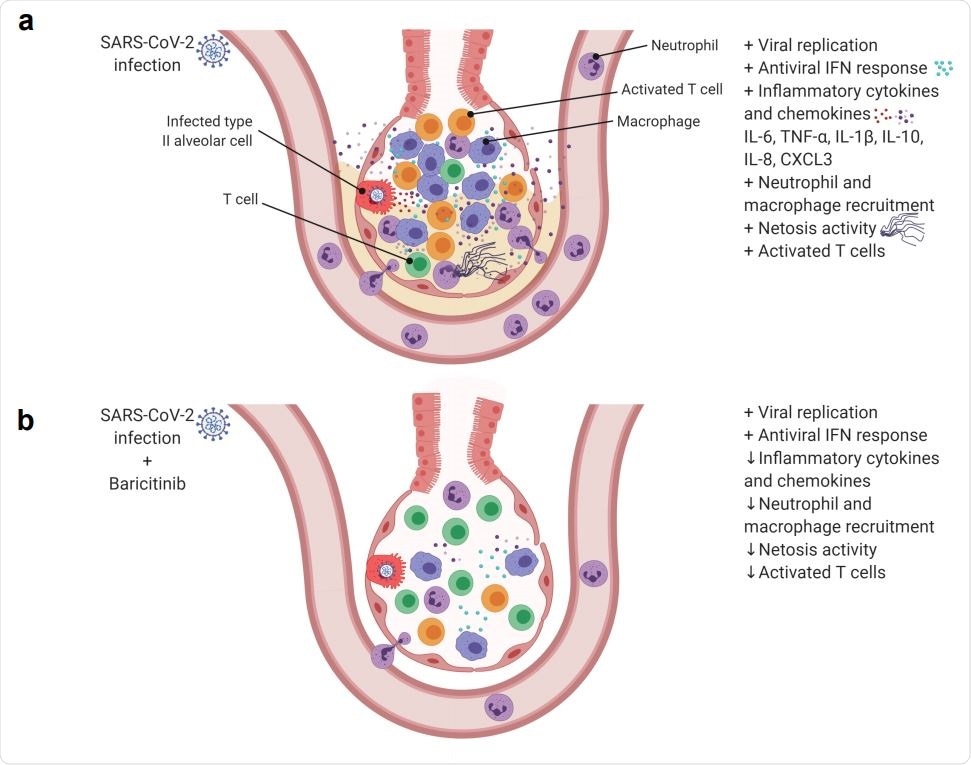 Animal data supports efficacy of baricitinib vs SARS-COV-2