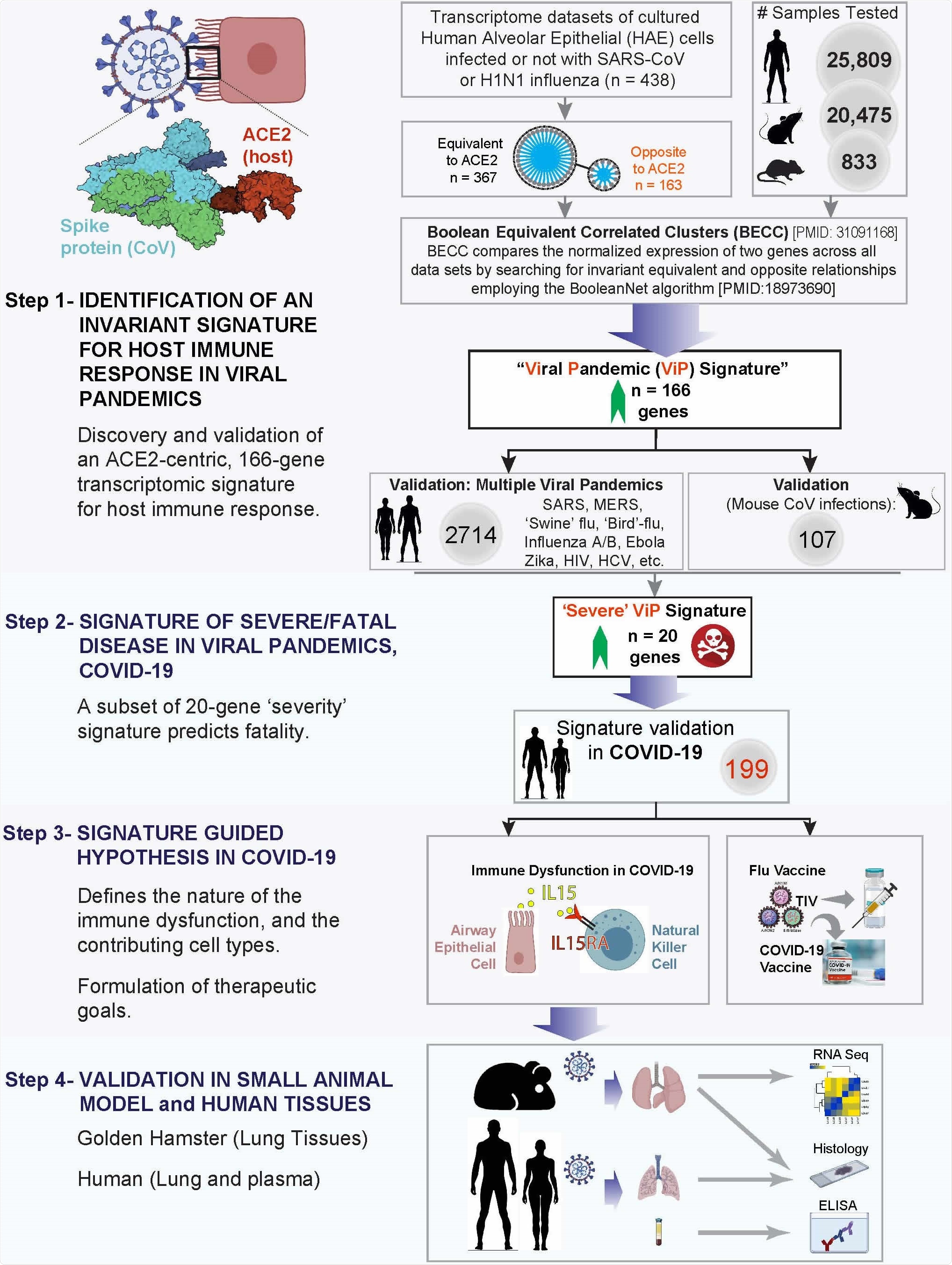 Study design. (From top to bottom) Step 1: A database containing > 45,000 human, mouse and rat gene– expression data was mined to identify and validate an invariant signature for host response to viral pandemic (ViP) infection. ACE2, the portal for SARS-CoV-2 entry/uptake, was used as a ‘seed’ gene and Boolean Equivalent Correlated Clusters (BECC) was used as the computational method to identify gene clusters that share invariant relationships with ACE2. Once defined, these gene clusters (a.k.a., ‘ViP signature’) were subsequently validated across numerous human and murine models of pandemic viral infection. Step 2: A subset of 20 genes from the ViP signature was selected that was strongly associated with severity of viral infection. These genes were validated in other cohorts to establish the ‘Severe’ ViP signature. Both 166- and 20-gene ViP signatures were validated on COVID-19 datasets. Step 3: Cross-validation studies in numerous other datasets helped- (i) define the nature (ii) and source of the cytokine storm in COVID-19, (iii) gain insights into the immunopathology of fatal disease, and (iv) set precise therapeutic goals. Step 4: Findings in step 3 were validated in hamsters and in a cohort of COVID-19 patients.