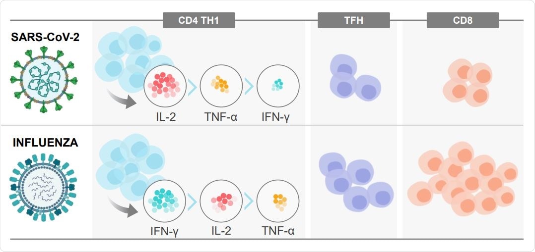 Research compares T cell responses to SARS-CoV-2 and influenza