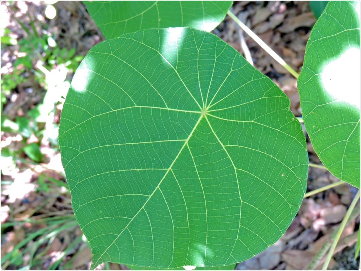 Australian tree pave way for novel