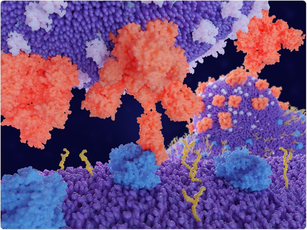 Binding to the coronavirus