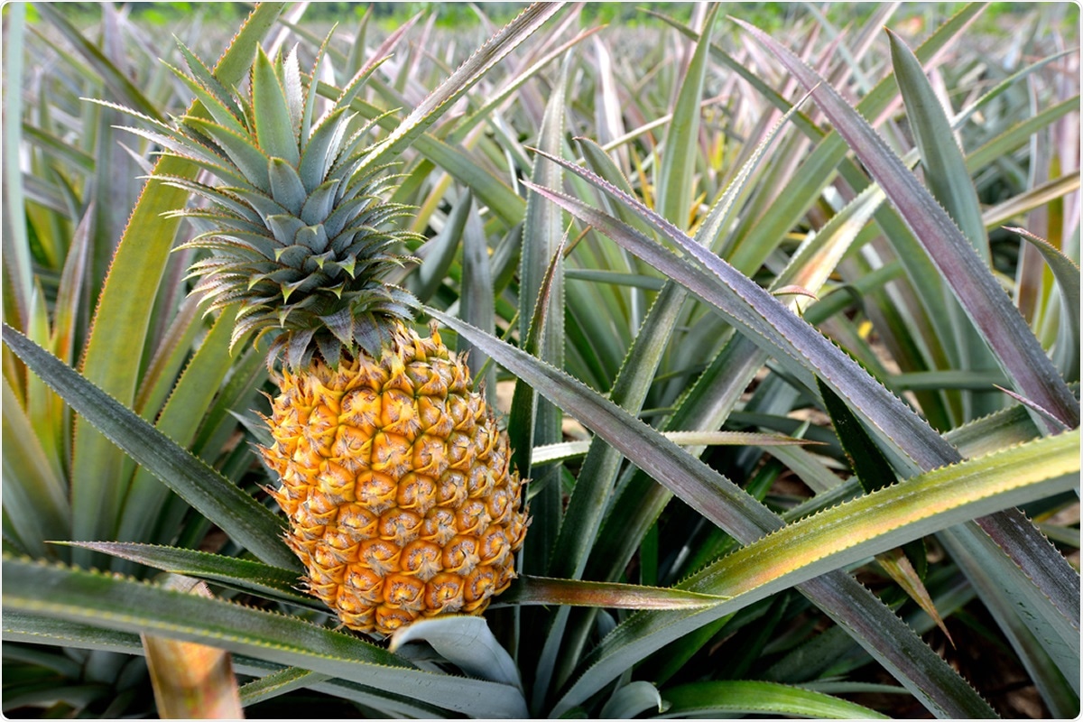Intrekking Kustlijn Tonen Could pineapples be a new weapon against COVID-19?