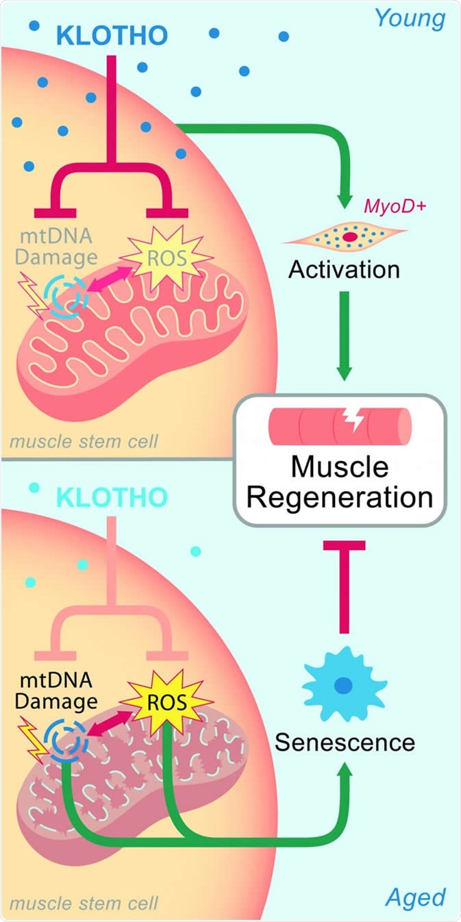 In young muscle, high levels of Klotho maintain mitochondia, which aids regeneration after injury. Age-related declines of Klotho lead to mitochondrial damage and impaired healing. CREDIT