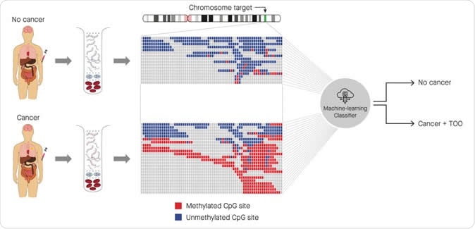 Identification of cancer status for more than 50 cancer types, as well as tissue of origin localization, from a single blood draw. Cell-free DNA is isolated from blood samples drawn from a patient without cancer (top) or with cancer (bottom), and subjected to a targeted methylation sequencing assay. Sequencing results identifying methylated (red) or unmethylated (blue) CpG regions are fed into a machine-learning classifier that can identify the presence or absence of cancer, as well as identify the tissue of origin (TOO).
