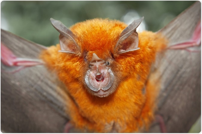 Intermediate Horseshoe Bat (Rhinolophus affinis). Image Credit: Binturong-Tonoscarpe