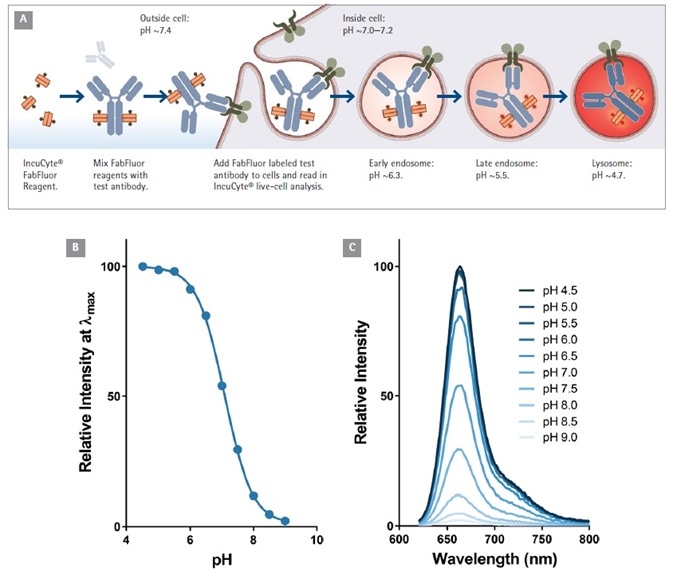 Internalization Test Graph Fluorescent 96-Well Antibody Internalization Assays