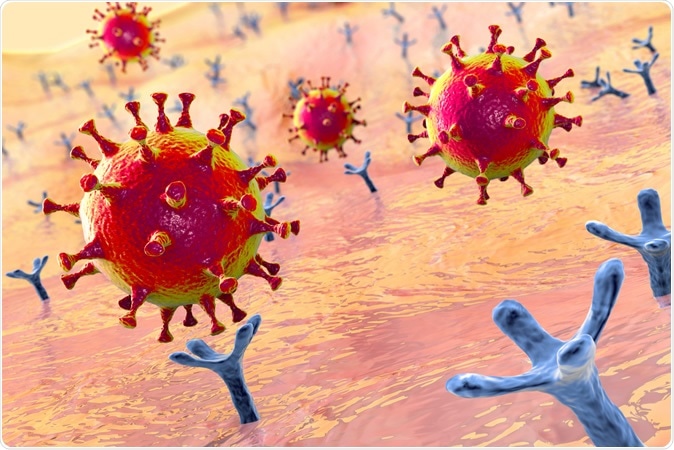 SARS-CoV-2 viruses binding to ACE-2 receptors on a human cell, the initial stage of COVID-19 infection. Illustration credit: Kateryna Kon / Shutterstock