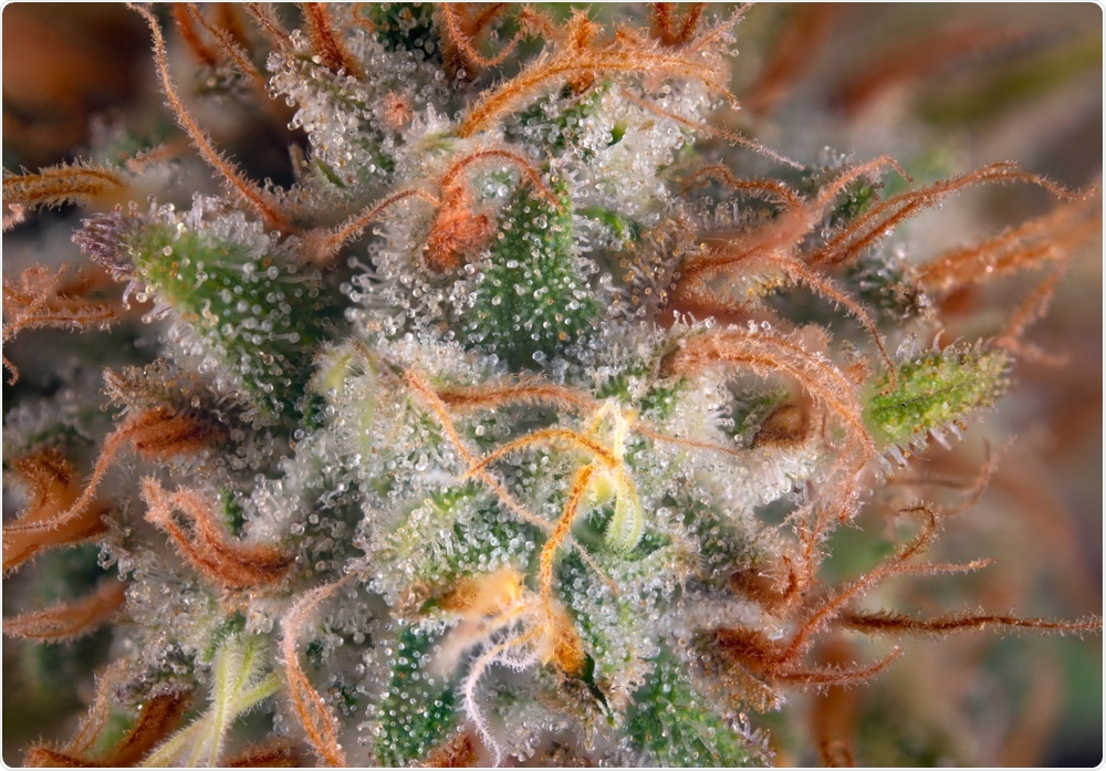 Détail macro de fleur de cannabis avec des poils et des trichomes visibles. Crédit d'image: Roxana Gonzalez / Shutterstock
