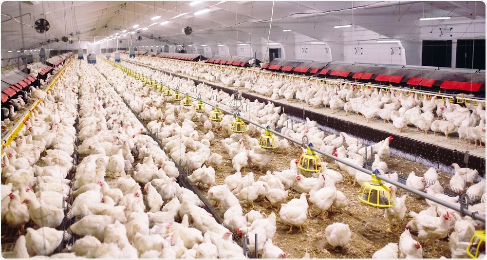 Indoor poultry farm. Image credit: David Tadevosian / Shutterstock