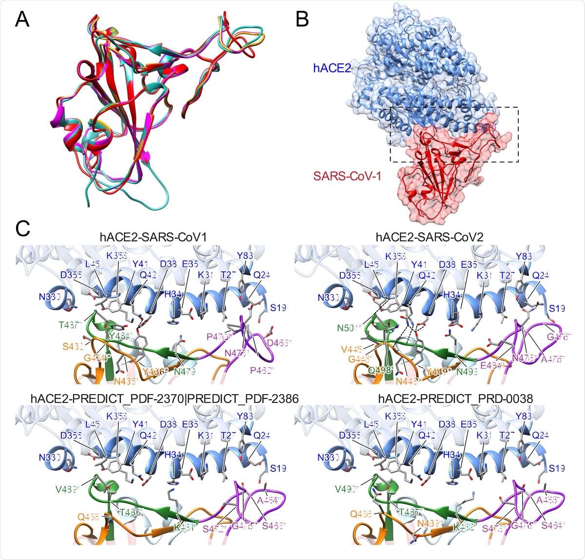 Structural modeling of sarbecovirus RBDs found in Uganda and Rwanda. (A) Structural superposition of the X-ray structures for the RBDs in SARS-CoV-1 (PDB 2ajf, red) [36] and SARS-CoV- 2 (PDB 6m0j, cyan) [64] and homology models for SARS-CoV found in Uganda (PREDICT_PDF-2370 and PREDICT_PDF-2386, purple) and Rwanda (PREDICT_PRD-0038, yellow). (B) Overview of the X574 ray structure of SAR-CoV-1 RBD (red) bound to hACE2 (blue) (PDB 2ajf, red) [36]. (C) Close-up view of the interface between hACE2 (blue) and RBDs in SARS-CoV-1 (PDB 2ajf, red) [36] and SARS-CoV- 2 (PDB 6m0j, cyan) [64] and homology models for viruses found in Uganda (PREDICT_PDF-2370 and PREDICT_PDF-2386, purple) and Rwanda (PREDICT_PRD-0038, yellow). Labeled RBD residues correspond to residues whose identity is not shared by SARS-CoV-1 and/or SARS-CoV-2 (asterisks denote residues whose identity is not shared by any ACE-2 binding SARS-CoV as dictated by Figure 3). Labeled hACE2 residues correspond to residues within 5Å of RBD residues depicted.