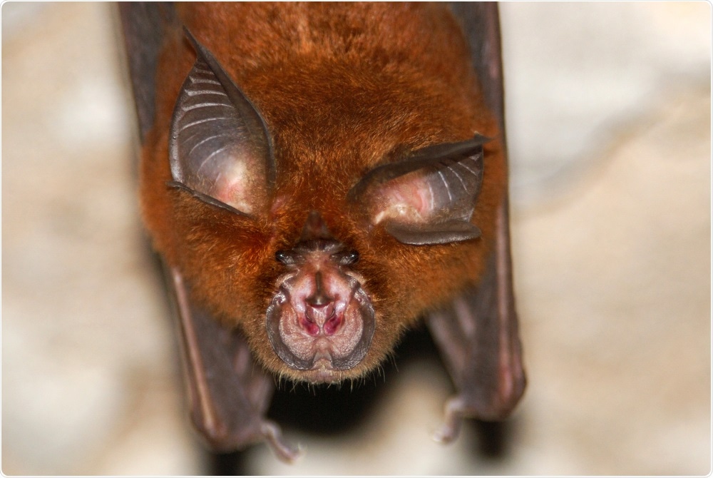 Horseshoe Bat (Rhinolophus sp.) Image Credit: Hugh Lansdown / Shutterstock