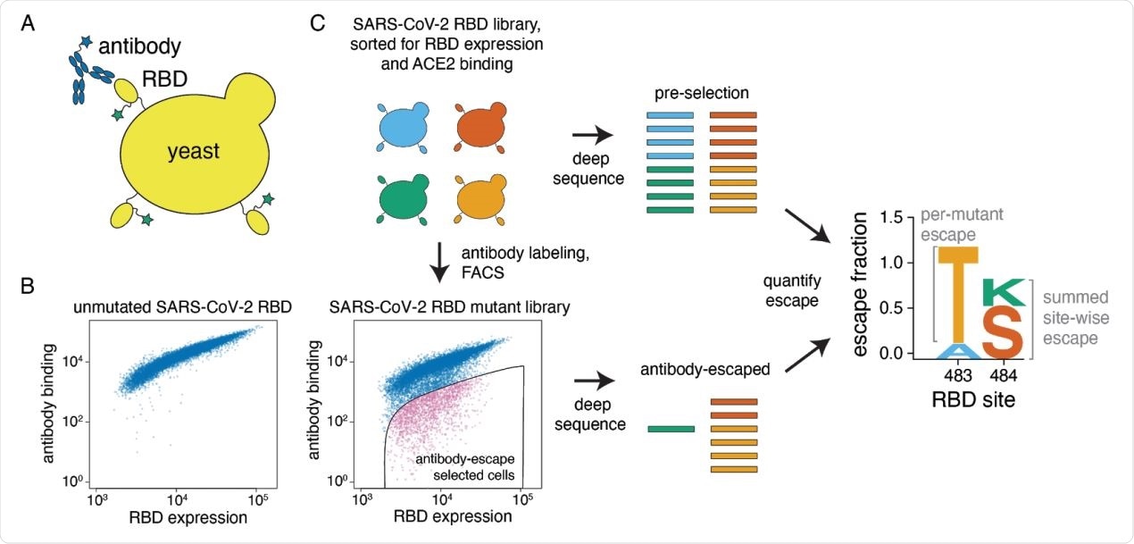 A yeast-display system to completely map SARS-CoV-2 RBD antibody escape mutations. (A) Yeast display RBD on their surface. The RBD contains a c-myc tag, enabling dual-fluorescent labeling to quantify both RBD expression and antibody binding of RBD by flow cytometry. (B) Per-cell RBD expression and antibody binding as measured by flow cytometry for yeast expressing unmutated RBD and one of the RBD mutant libraries. (C) Experimental workflow. Yeast expressing RBD mutant libraries are sorted to purge RBD mutations that abolish ACE2 binding or RBD folding. These mutant libraries are then labeled with antibody, and cells expressing RBD mutants with decreased antibody binding are enriched using FACS (the “antibody-escape” bin; see Figure S1 for gating details). Both the initial and antibody-escape populations are deep sequenced to identify mutations enriched in the antibody-escape population. The deep-sequencing counts are used to compute the “escape fraction” for each mutation, which represents the fraction of yeast cells with a given RBD mutation that falls into the antibody-escape sort bin. The escape fractions are represented in logo plots, with tall letters indicating mutations that strongly escape antibody binding.