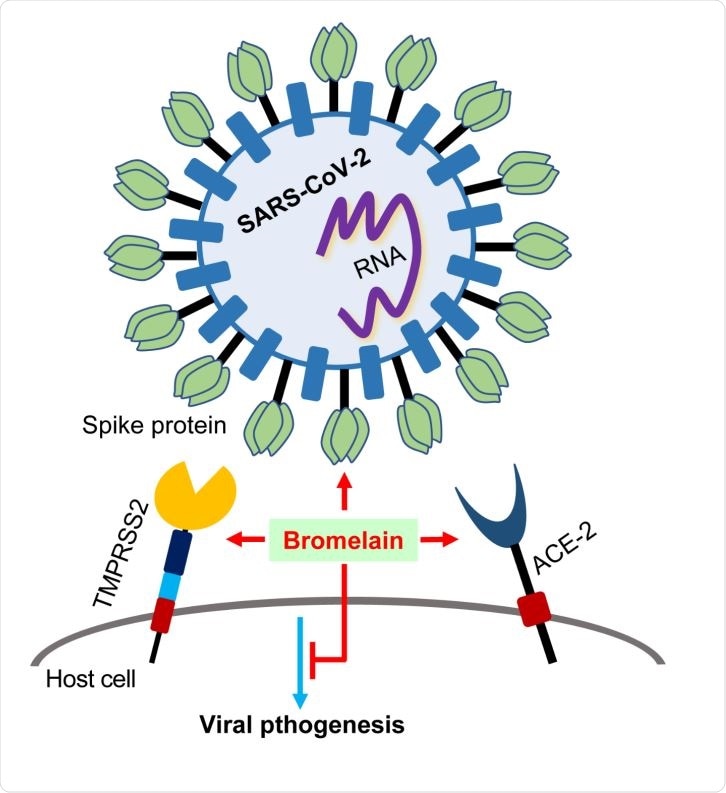 La bromelina inibisce / scinde l'espressione di ACE-2 e TMPRSS2, scinde / degrada la proteina spike SARS-CoV-2 e inibisce il legame S-Ectodomain e l'infezione SARS-CoV-2.