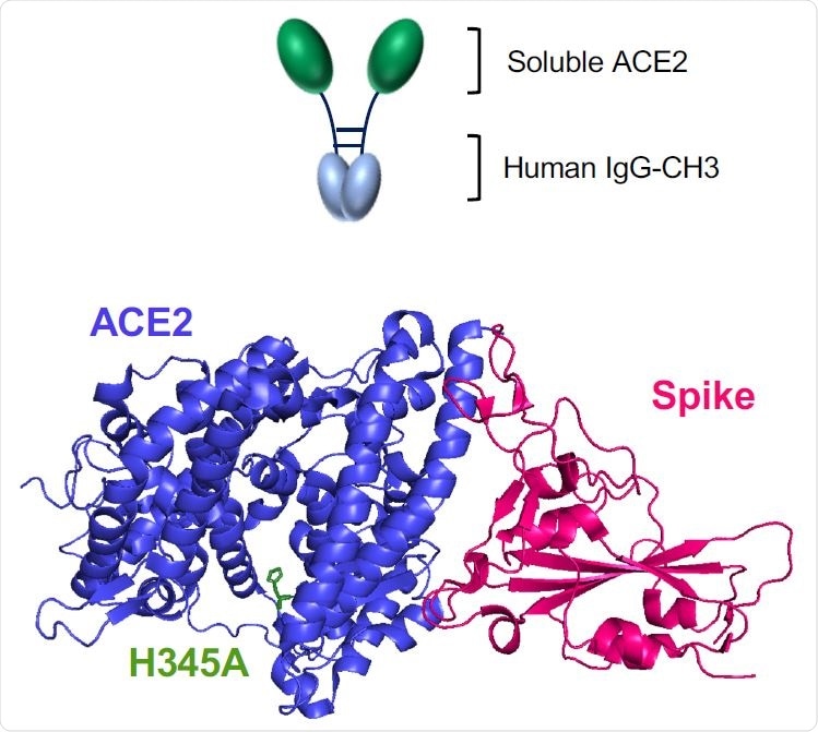 Wild-type and H345A ACE2 microbody proteins are disulfide bond dimers.  (A) The domain of ACE2 is shown along with the structures of the soluble ACE2 (sACE2), ACE2 microbody, and ACE2.H345A microbody proteins below.  The transmembrane (TM) and cytoplasmic domain soluble ACE2 proteins have been removed.  The ACE2 microbody protein is fused to the human IgG CH3 domain, each with a carboxy-terminal 8XHis tag.  IC: intracellular domain.