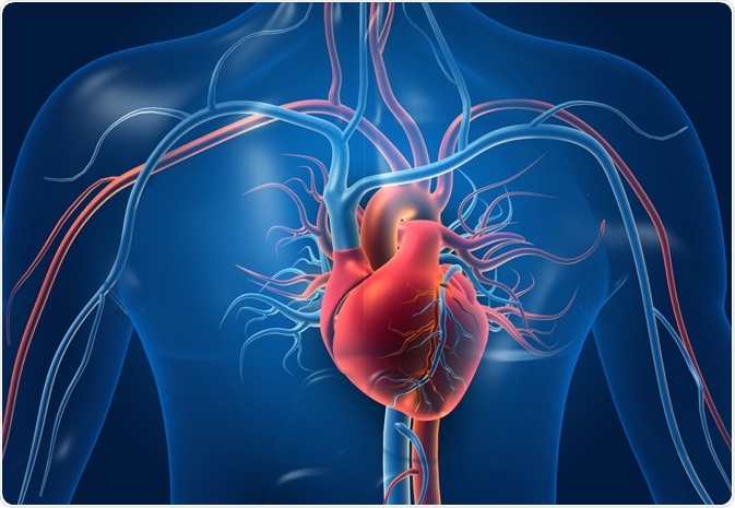 Structure and Function of the Heart