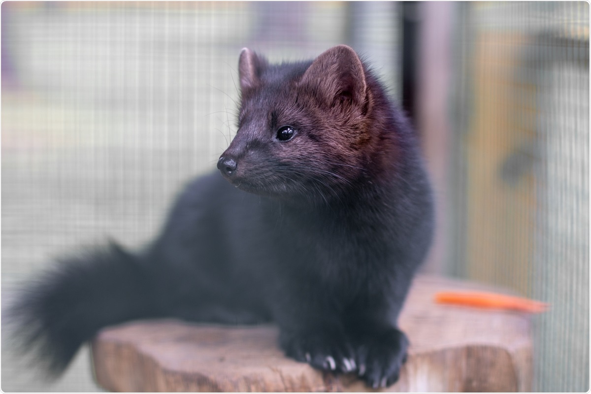 What are the SARS-CoV-2 exposure risks for workers on mink farms?