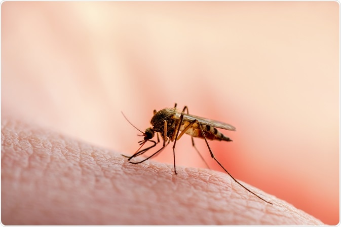 photo of mosquito
