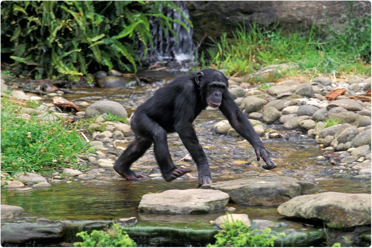 Are Non Human Primates At Risk Of Sars Cov 2 Exposure Through Wastewater Contact