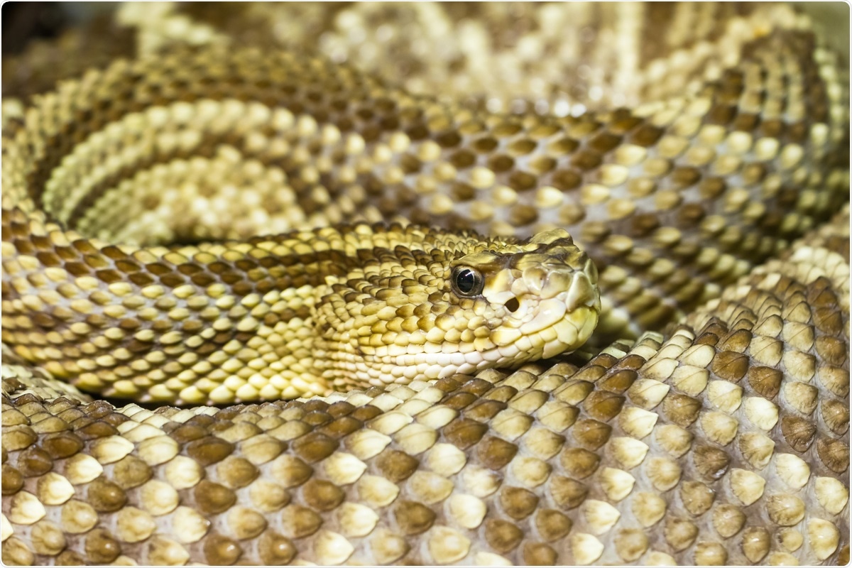 Study suggests rattlesnake venom peptide inhibits SARS-CoV-2 replication  and transcription