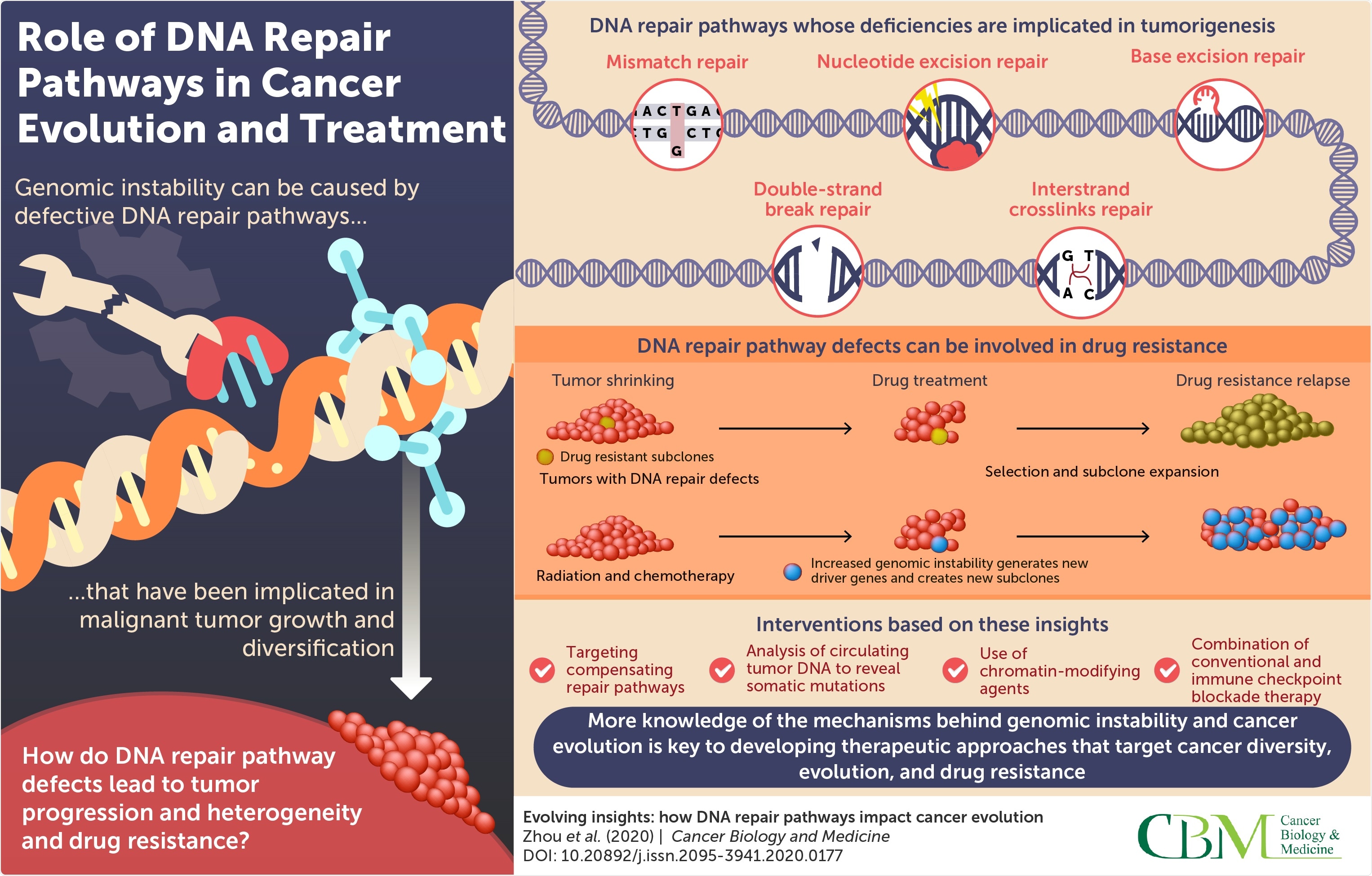 Scientists examine DNA repair pathways and their impact on cancer evolution