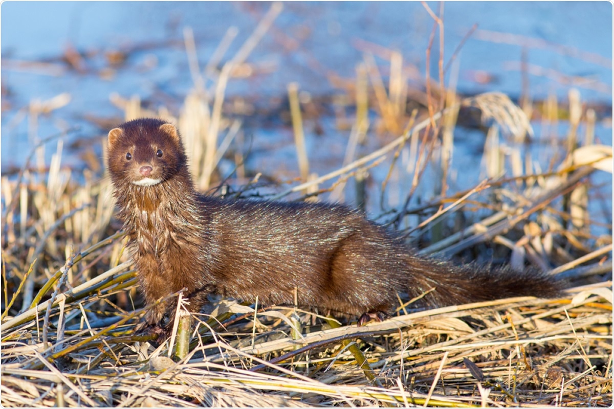 Free-ranging minks exhibit high titers of SARS-CoV-2 antibodies in Utah