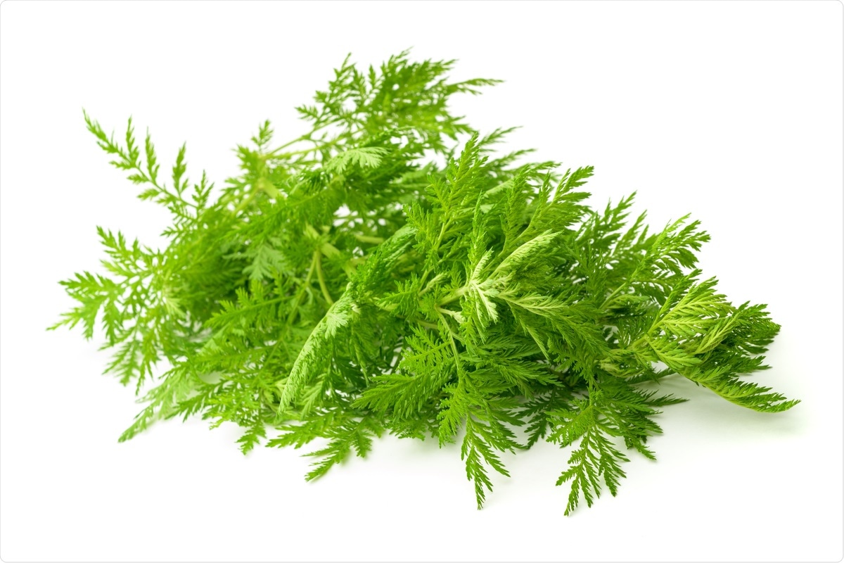 Artemisia plant extracts show potential anti-SARS-CoV-2 activity in vitro