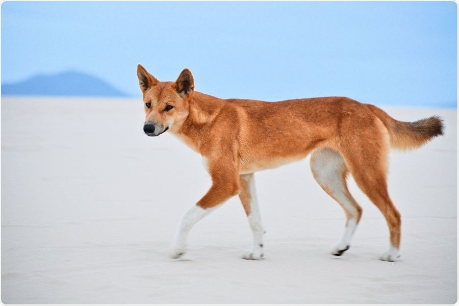 Blandet Meddele Hover Genetic test shows most wild canines in Australia are pure dingoes or dingo-dominant  hybrids