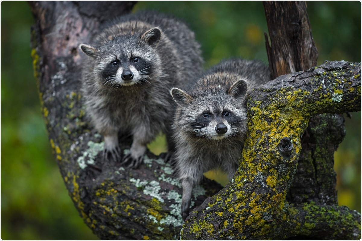 Researchers examine susceptibility of raccoons and striped skunks to  SARS-CoV-2 infection