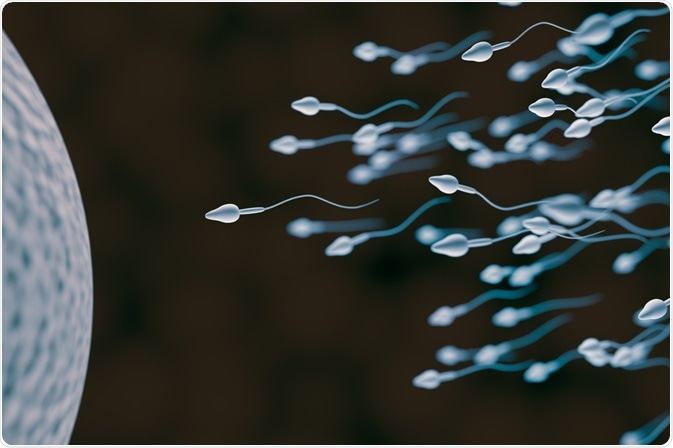 Spermatozoides Motiles