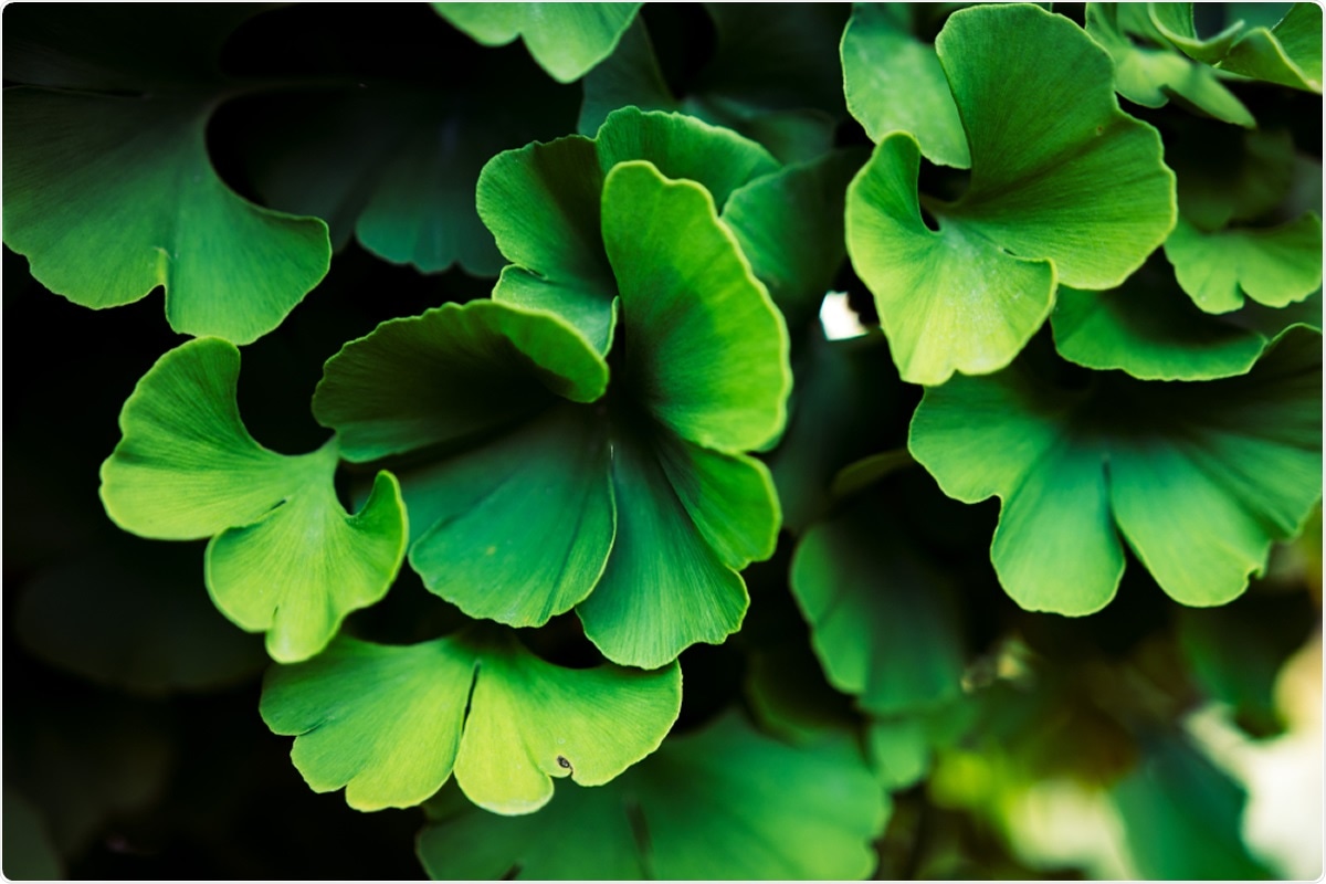 Research suggests that Ginkgo biloba extract contains naturally occurring  inhibitors against SARS-CoV-2