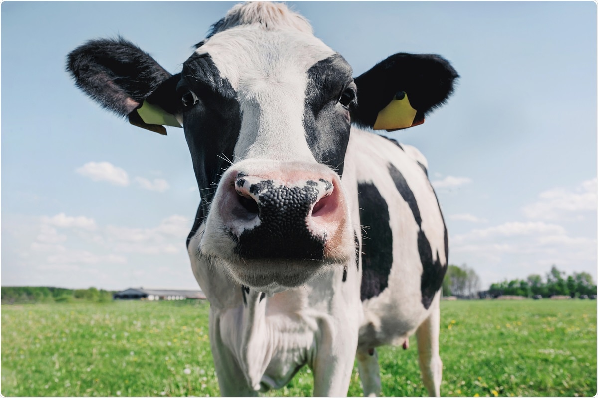 Could Cow S Milk Provide Some Passive Immunity Against Covid 19