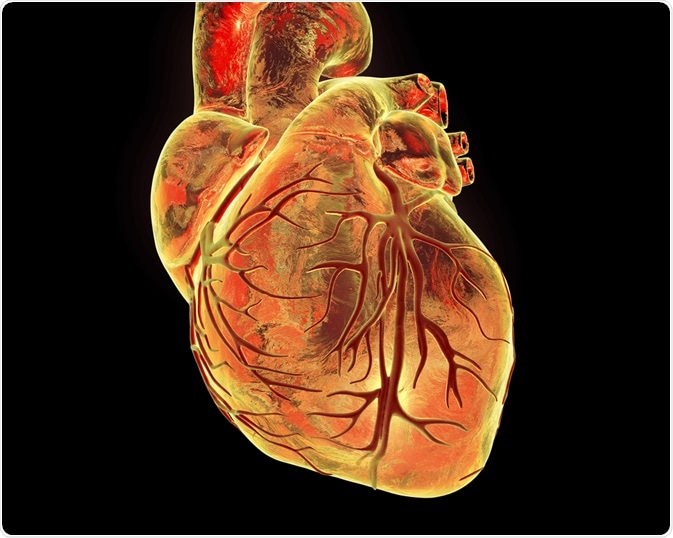 Myocarditis Therapy