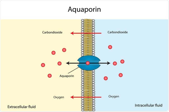 What are Aquaporins?