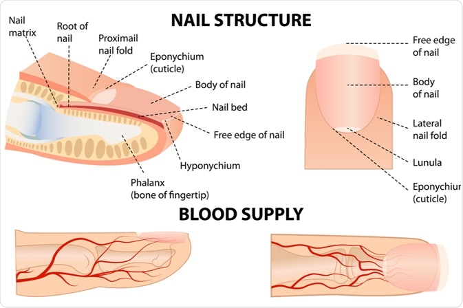Bed in nail Nail Abnormalities: